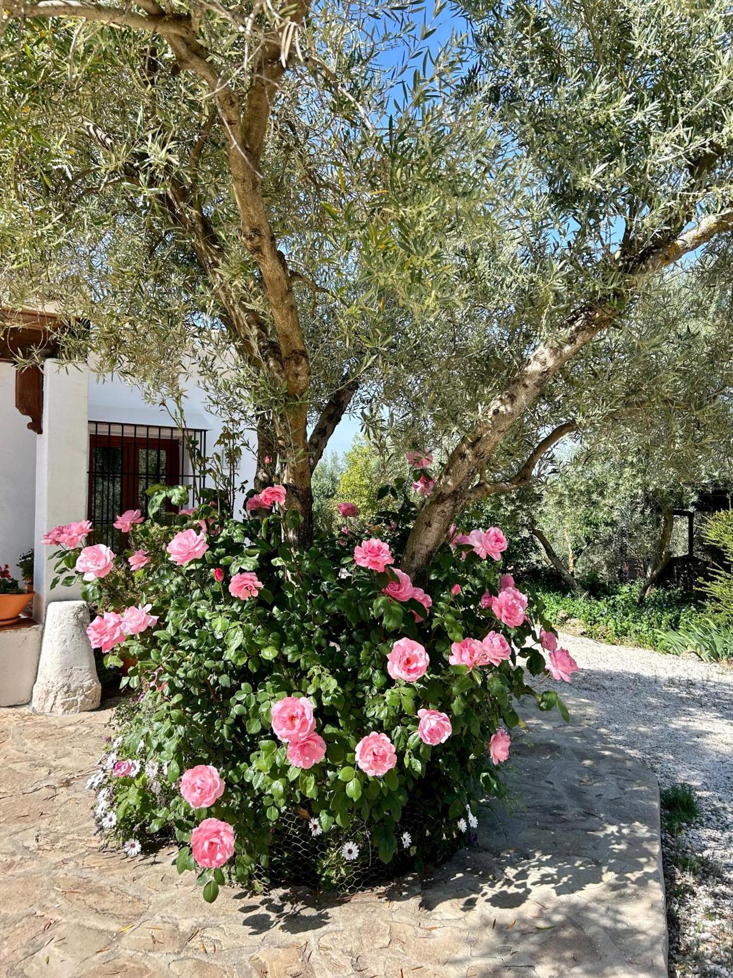 Refugio Andaluz Con Piscina Entre Olivos Вильянуэва-де-Тапиа Экстерьер фото