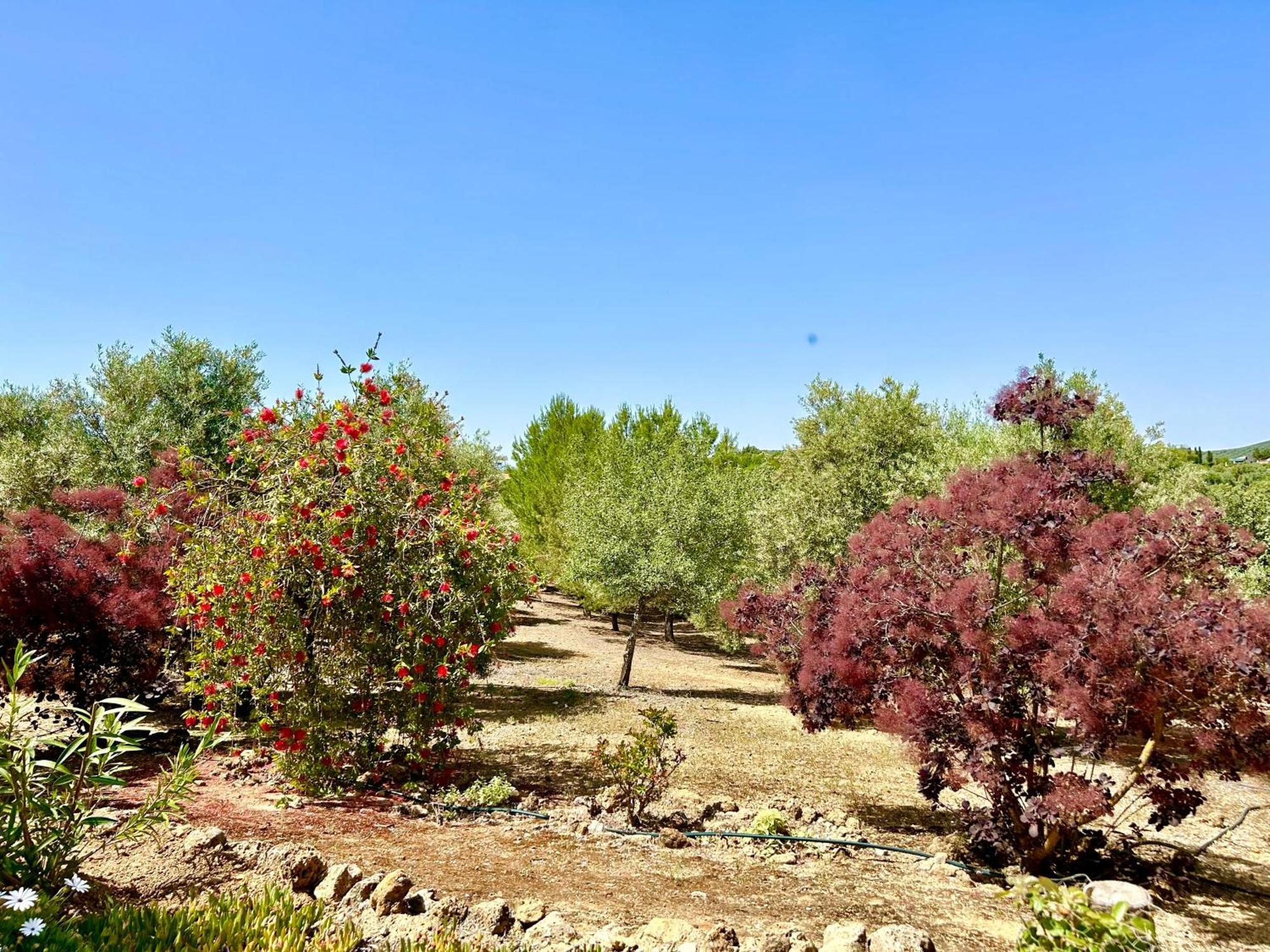 Refugio Andaluz Con Piscina Entre Olivos Вильянуэва-де-Тапиа Экстерьер фото